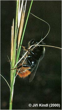 marking Bombus confusus male