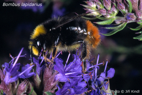 Bombus lapidarius