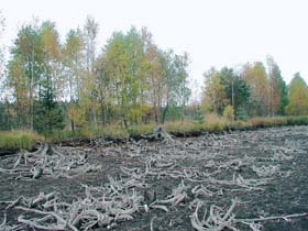Obraz původních porostů na rašeliništi pod úrovní záplavové hladiny. 
<br/>Velké množství dřeva na dně Lipenské nádrže pochází z borovic blatek nebo z kleče, které byly pohřbeny v rašelině, ale vodní eroze je znovu obnažila.
<br/>Foto P. Horn
<br/>