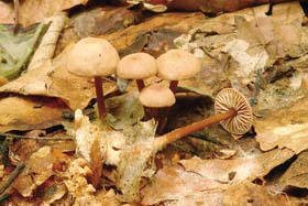 Penízovka Konrádova (Gymnopus fagiphilus), saprotrofní druh houby (Basidiomycota) na opadaném listí buku lesního (Fagus sylvatica). Moravský kras, Vilémovice, NPR Vývěry Punkvy (10. 10. 2008). Foto V. Antonín