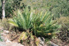 Dioon edule var. angustifolium na lokalitě v oblasti asi 50 km jižně od města Linares u hranic mezi státy Tamaulipas a Nuevo León (Mexiko).
<br/>Foto Kunte L.
<br/>