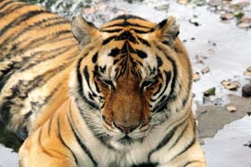 Charakteristickým znakem tygra 
<br/>čínského (Panthera tigris amoyensis) je tmavší zbarvení obličeje oproti tělu (samec v zoo Chongqing, provincie Sichuan). 
<br/>Foto J. Suchomel
<br/>