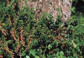 Vzácnější (z obou druhů) šicha oboupohlavná (Empetrum hermaphroditium). Foto J. Suda