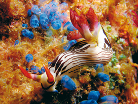 Nahožábrý plž Nembrotha lineolata (Polyceridae) z Jihočínského moře u pobřeží Vietnamu se živí soliterními nebo koloniálními sumkami (Tunicata, Ascidiacea). Foto M. Balzarová
<br/>
<br/>