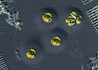 Asterococcus sp.