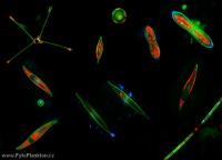 Mixture od PDMPO stained diatoms