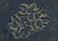 Anabaena lemmermannii