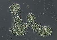 Microcystis aeruginosa