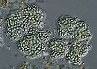 Microcystis viridis