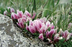 Drobounký jetel Trifolium nanum (Mt. Evans, 3700 m n. m.) najdeme ve Skalnatých horách na loukách nad hranicí lesa. Občas šplhá k výškám téměř 4 000 m n. m. Foto P. Hanzelka