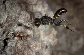 Kutilka Tracheliodes varus při útoku na mravence lužního (Liometopum microcephalum). Foto J. Klváček