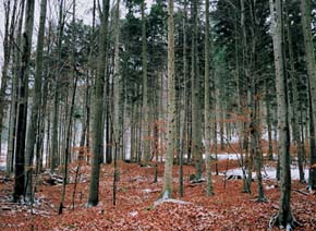 Smíšený porost s jedlí v okolí samoty Josefov v Moravském krasu. Narušení stanoviště těžbou železných rud zde v minulosti usnadnilo zmlazení jedle. Foto H. Skořepa