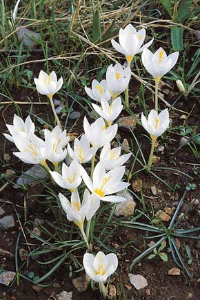 Setkání s tisíci rozkvetlých šafránů (na obrázku dekorativní trsy Crocus boryii) patří k nezapomenutelným zážitkům podzimní návštěvy Peloponésu. Foto J. Suda