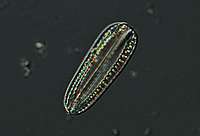 Surirella sp.