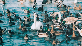 Smíšené hejno labutí velkých (Cygnus olor), kachen divokých (Anas platyrhynchos) a lysek černých (Fulica atra) bývá v zimní Praze typické pro oblast mezi Palackého a Železničním mostem. Foto J. Mourková