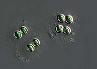 Chroococcus sp.