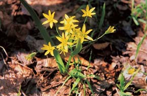 Krivec žltý (křivatec žlutý — Gagea lutea) z čeľade ľaliovitých (Liliaceae), jedna z obľúbených pokusných rastlín B. Němca. Foto O. Erdelská