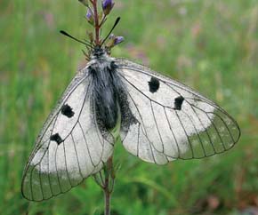 Jasoň dymnivkový (Parnassius mnemosyne) vlivem frézování pasek nedávno téměř zmizel z obory Soutok u Břeclavi. Frézovány jsou i jeho biotopy v Milovickém lese v CHKO Pálava. Foto M. Hrouzek