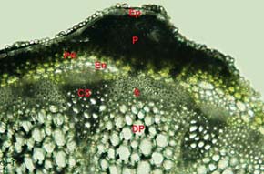 Při napadení plísní bělostnou (Albugo candida) je průnik patogenu (P) zastaven bariérou endodermis (En, vnitřní vrstva primární kůry). Na řezu stonkem kokošky pastuší tobolky (Capsella bursa-pastoris) dále rozlišíme epidermis (Ep), primární kůru (PK), cévní svazky (CS), sklerenchymatickou pochvu (S) a dřeňový parenchym (DP). Foto M. Sedlářová