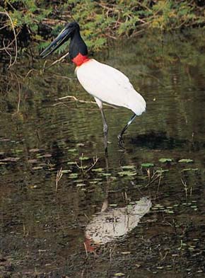 Čáp jabiru (Jabiru mycteria) je důstojný symbol Pantanalu. Foto R. Šumbera