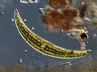 Closterium moniliferum