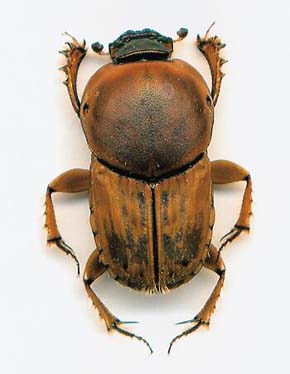 Samec listorohého brouka Euoniticellus fulvus. Foto J. Chybík