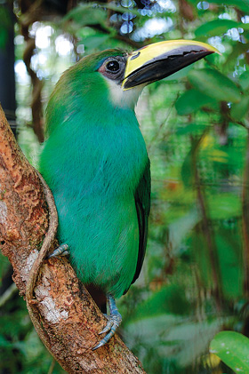 Arassari smaragdový (Aulacorhynchus prasinus) je nevelký zástupce čel. tukanovitých (Ramphastidae). Foto O. Kopecký
<br/>