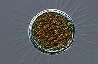 Acanthocystis sp.