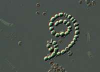 Anabaena spiroides