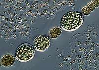 Anabaena cf. macrospora