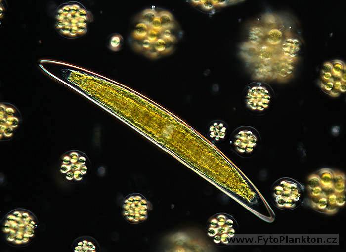 Closterium sp.