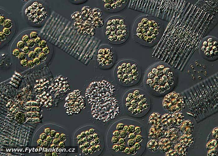 Eudorina elegans, Coelastrum reticulatum, Snowella litoralis a Fragilaria crotonensis