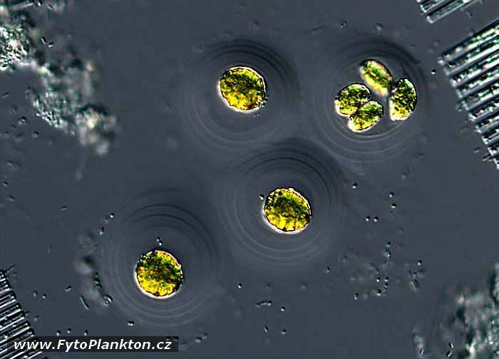 Asterococcus sp.