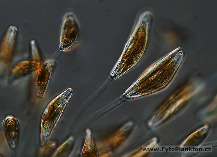 Cymbella sp.