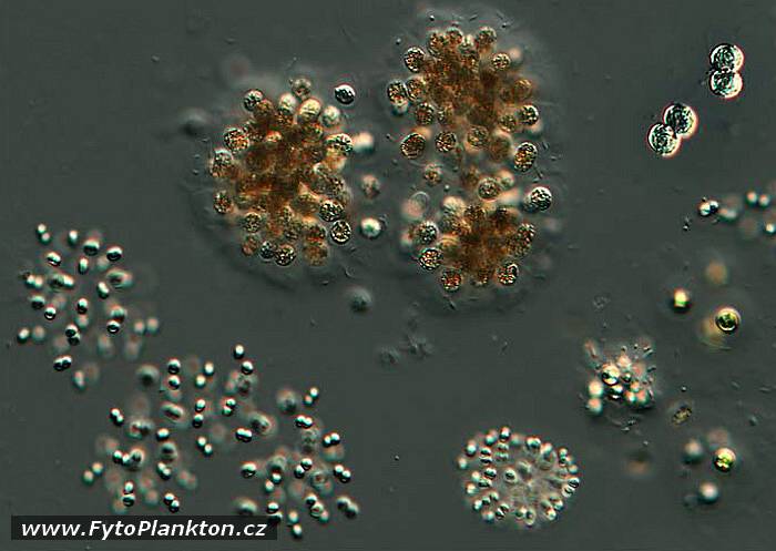 Radiocystis geminata a Microcystis aeruginosa