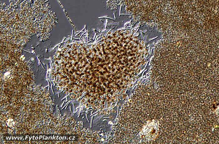 Microcystis aeruginosa, Microcystis ichtyoblabe a Pseudanabaena mucicola