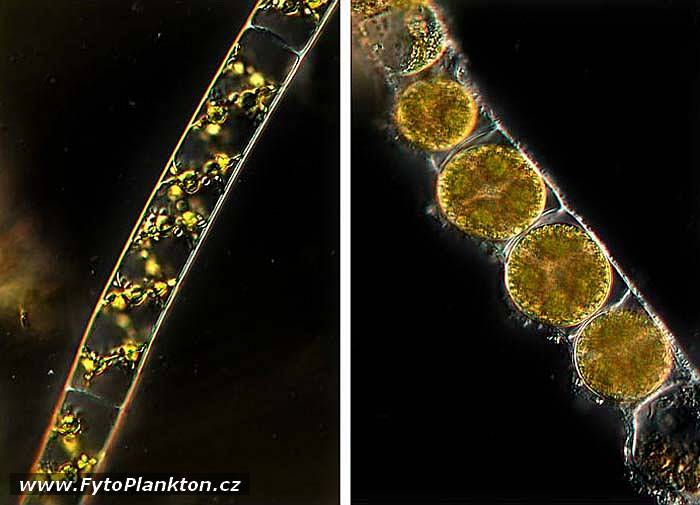 Spirogyra sp. a Zygnema sp.