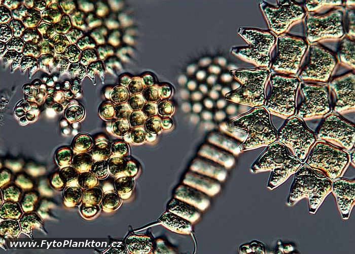 Pediastrum duplex, Pediastrum boryanum, Coelastrum astroideum a Scenedesmus sp.