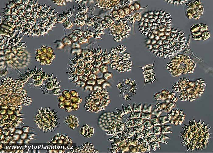 Pediastrum duplex, Pediastrum boryanum, Coelastrum astroideum a Scenedesmus sp.