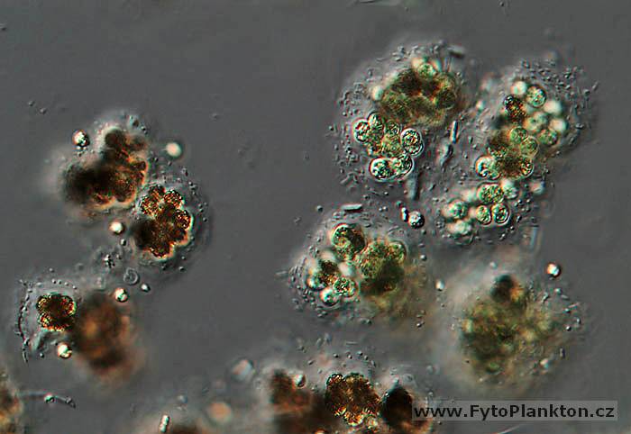 Microcystis viridis