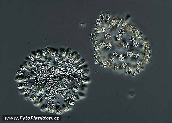 Woronichinia naegeliana a Aphanothece endophytica