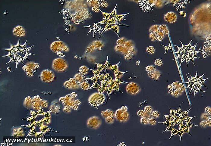 Pediastrum simplex a Coelastrum reticulatum