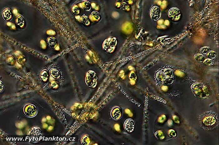 Oocystis marsonnii a Aphanizomenon klebahnii