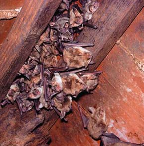 Netopýr velký (Myotis myotis ) je v Evropě široce rozšířený druh. Právě u něho byl prokázán rekordní věk. Foto M. Anděra 