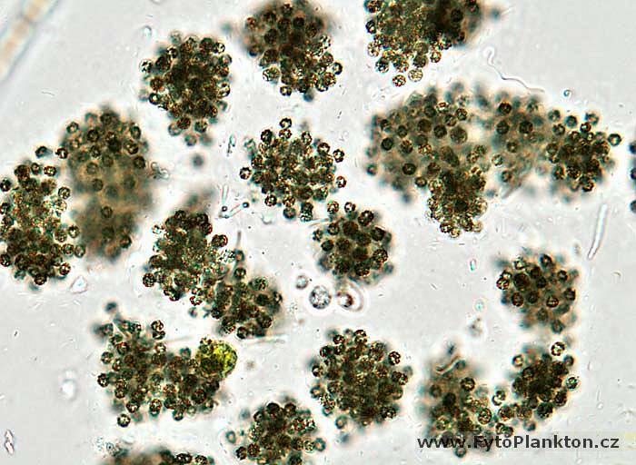 Microcystis botrys