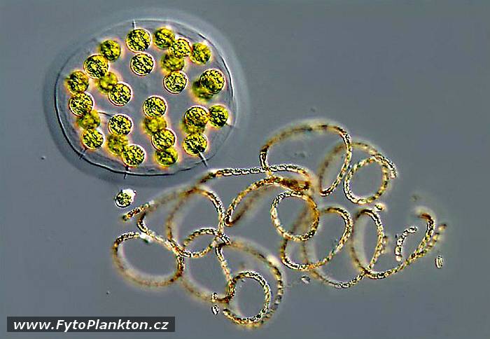 Anabaena mendote a Eudorina elegans