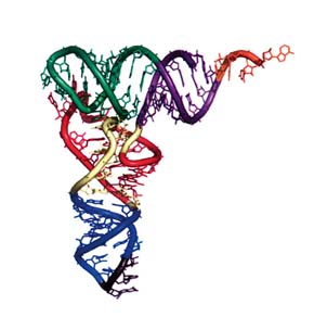 Model terciární struktury tRNA. Oranžově je znázorněn 3´ konec -CCA, akceptorové rameno je fialové, antikodon černě, antikodonové rameno modře. Se svolením N. R. Vosse