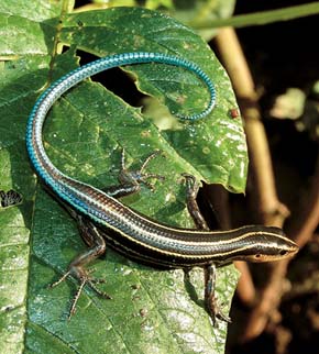 Překrásným slunomilným scinkem je emoja modroocasá (Emoia caeruleocauda), s níž se můžeme setkat na nízké vegetaci lesních okrajů a světlin. Foto A. Krása