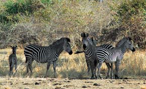 Zebra Crawshayova (Equus quagga crawshayi) žije hlavně v uzavřeném typu krajiny, především ve formacích tropických sezónních lesů zvaných miombo. Až 90 % populace této formy zeber žije v údolí Luangwa. Foto P. Lupták