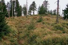 Nahoře porost třtiny chloupkaté (Calamagrostis villosa) na vrcholovém plato Kněhyně v nadmořské výšce 1 257 m po odumření a vykácení smrků napadených kůrovcem (srpen 2006). Foto J. Záhora